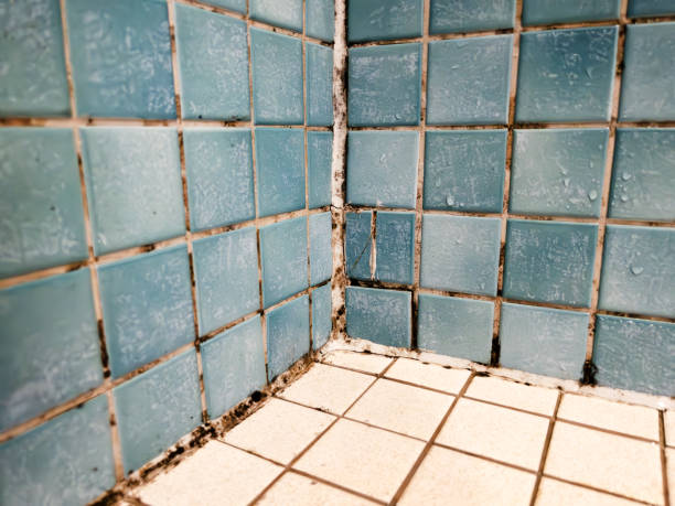 Best Emergency Mold Remediation  in Painted Post, NY